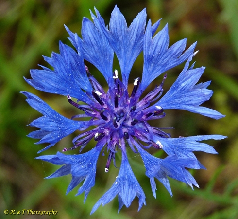 {Cyanus segetum}